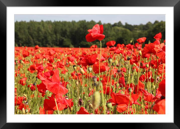 Poppies Framed Mounted Print by Derek Wallace
