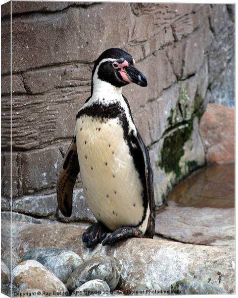 HUMBOLDT PENGUIN (Spheniscus Humboldti) Canvas Print by Ray Bacon LRPS CPAGB