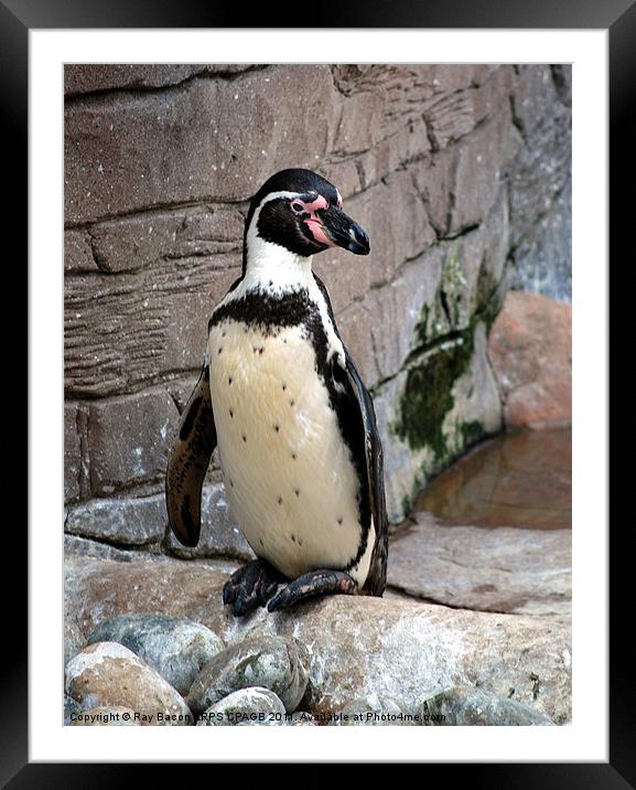 HUMBOLDT PENGUIN (Spheniscus Humboldti) Framed Mounted Print by Ray Bacon LRPS CPAGB