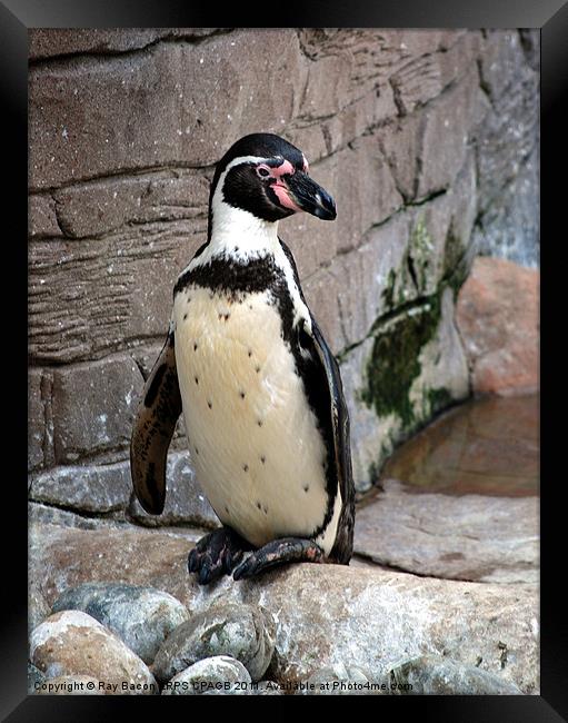 HUMBOLDT PENGUIN (Spheniscus Humboldti) Framed Print by Ray Bacon LRPS CPAGB