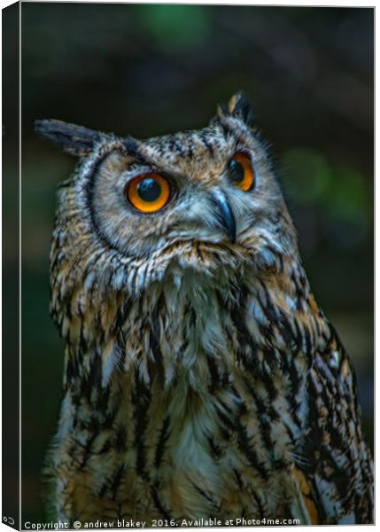 Bengal Egle Owl Canvas Print by andrew blakey
