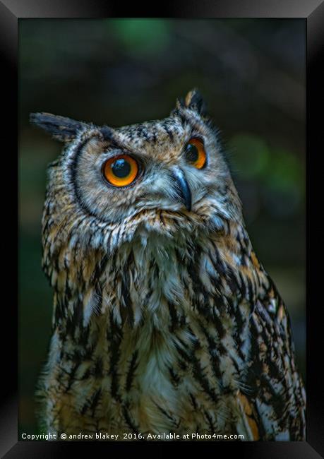 Bengal Egle Owl Framed Print by andrew blakey