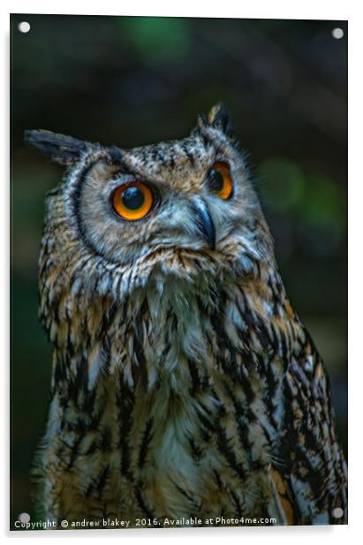Bengal Egle Owl Acrylic by andrew blakey