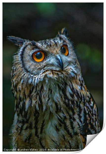 Bengal Egle Owl Print by andrew blakey