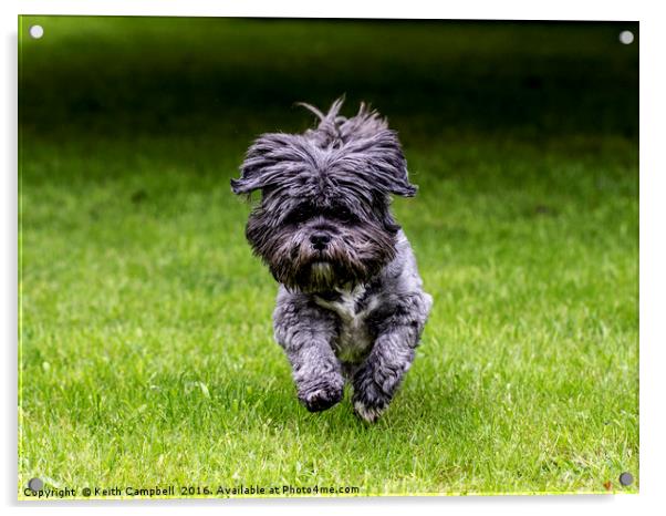 Rosie the Shih Tzu running  Acrylic by Keith Campbell