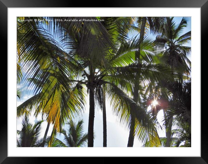 sun through the palms Framed Mounted Print by Paul Shaw
