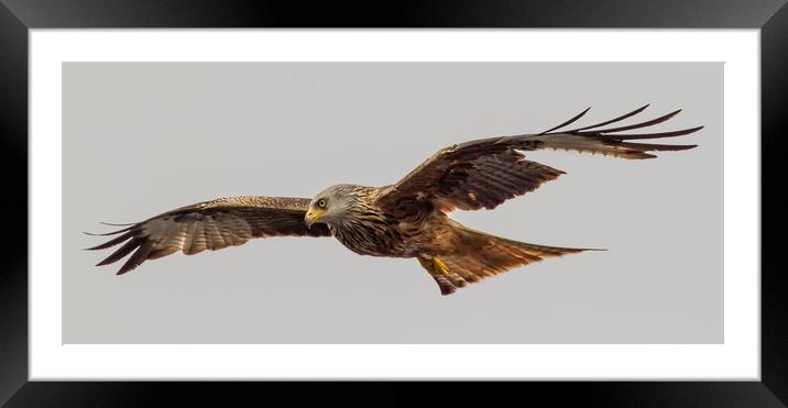 Red Kite Soaring Framed Mounted Print by Nick Dyte