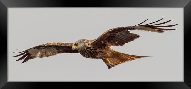 Red Kite Soaring Framed Print by Nick Dyte