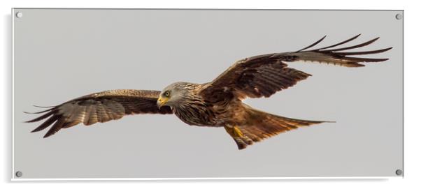 Red Kite Soaring Acrylic by Nick Dyte