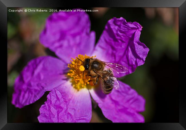 Bee harvesting pollen Framed Print by Chris Roberts