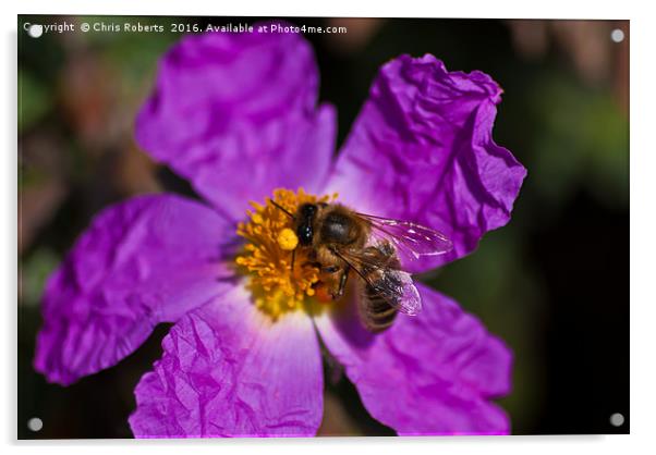 Bee harvesting pollen Acrylic by Chris Roberts