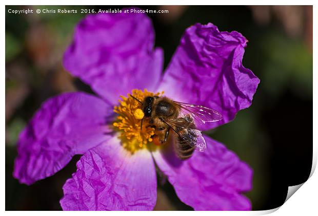 Bee harvesting pollen Print by Chris Roberts
