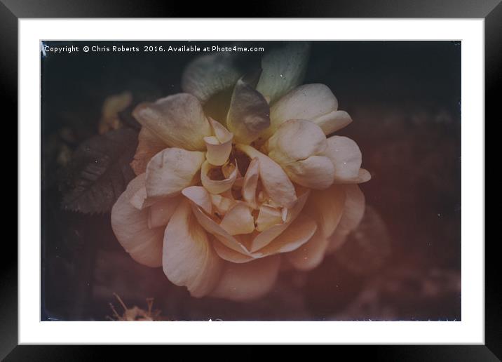 Mystical Cream Flower in the Summer Framed Mounted Print by Chris Roberts