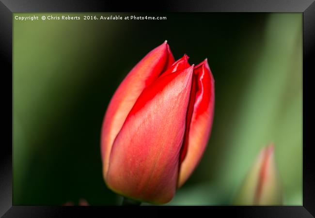 Single Red Flower Framed Print by Chris Roberts