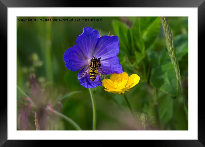 Cranesbill, buttercup and wasp Framed Mounted Print by Jim Jones