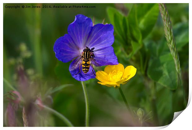 Cranesbill, buttercup and wasp Print by Jim Jones