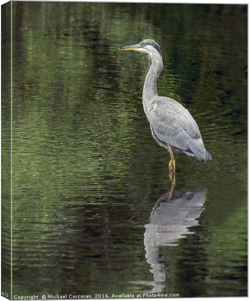 Cool Heron Canvas Print by Michael Corcoran