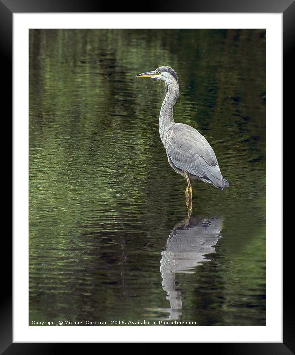 Cool Heron Framed Mounted Print by Michael Corcoran