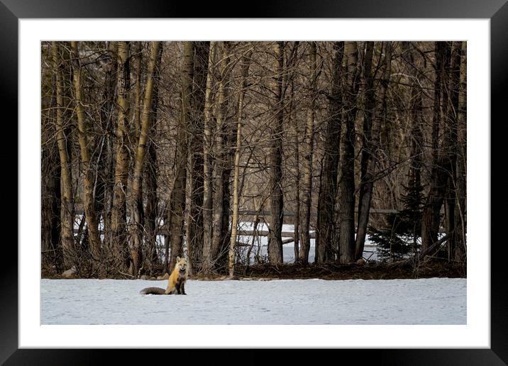 Beautiful Red Fox, No. 2 Framed Mounted Print by Belinda Greb