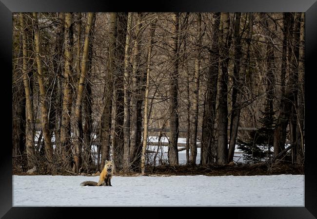 Beautiful Red Fox, No. 2 Framed Print by Belinda Greb