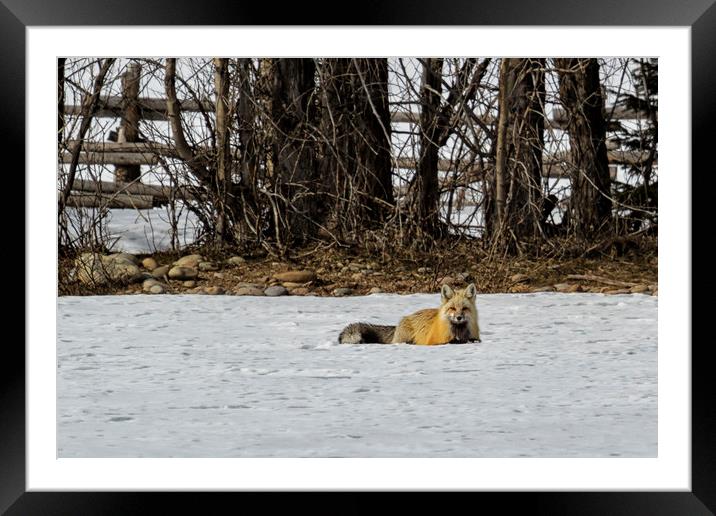Beautiful Red Fox - No. 3 Framed Mounted Print by Belinda Greb