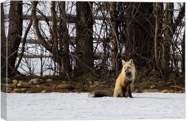 Beautiful Red Fox - No. 4 Canvas Print by Belinda Greb