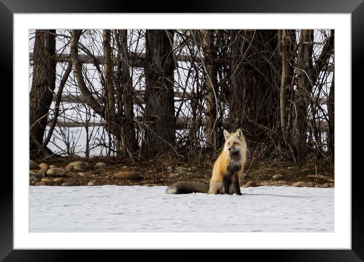 Beautiful Red Fox - No. 4 Framed Mounted Print by Belinda Greb