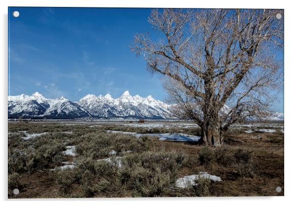 Grand Tetons from Gros Ventre Acrylic by Belinda Greb
