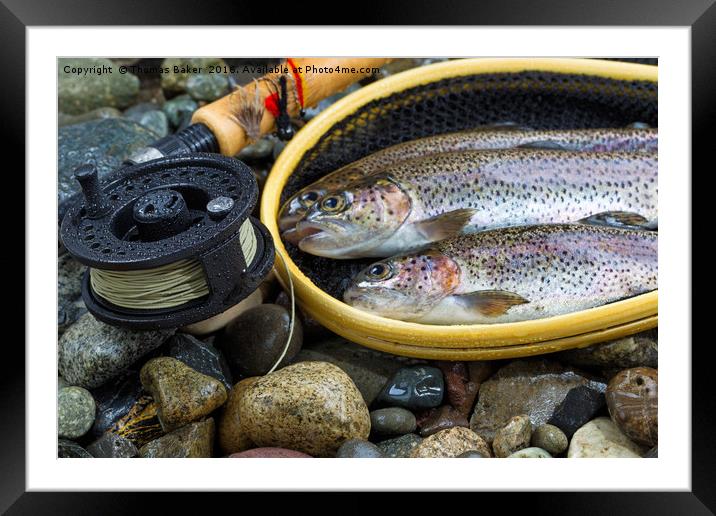 Fly Reel and pole with trout in net  Framed Mounted Print by Thomas Baker
