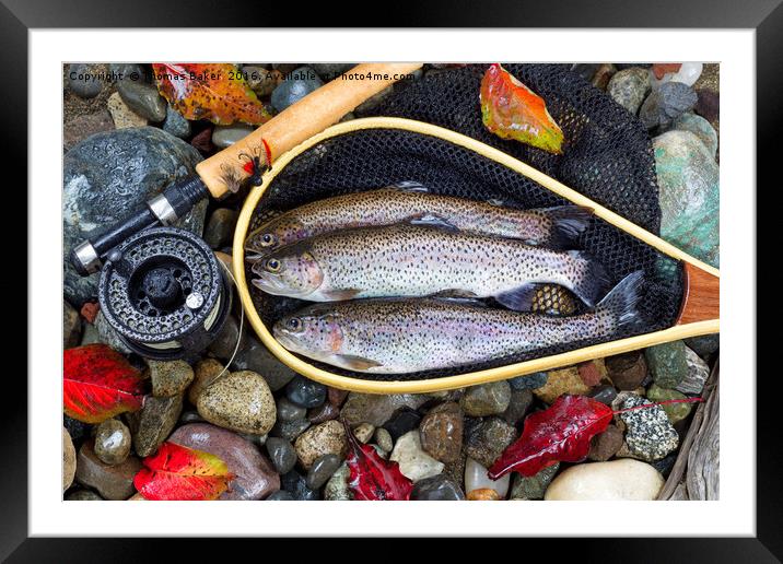 Autumn Trout Fishing  Framed Mounted Print by Thomas Baker