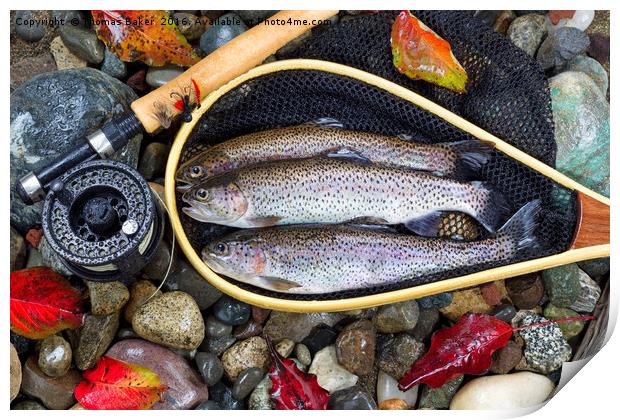 Autumn Trout Fishing  Print by Thomas Baker