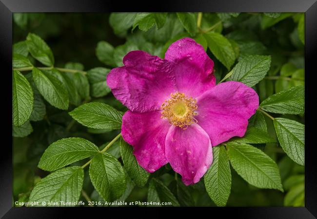 Dog rose Framed Print by Alan Tunnicliffe