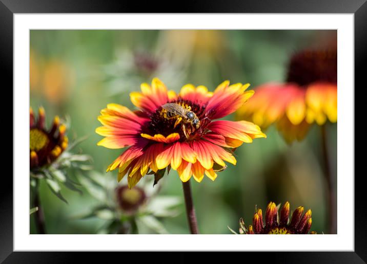 It's time for a honey Framed Mounted Print by Plamena Velikova