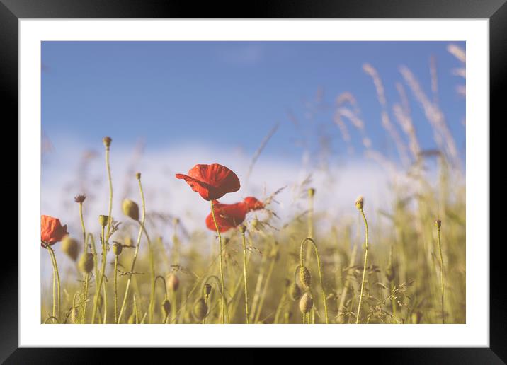 Poppy field Framed Mounted Print by Plamena Velikova