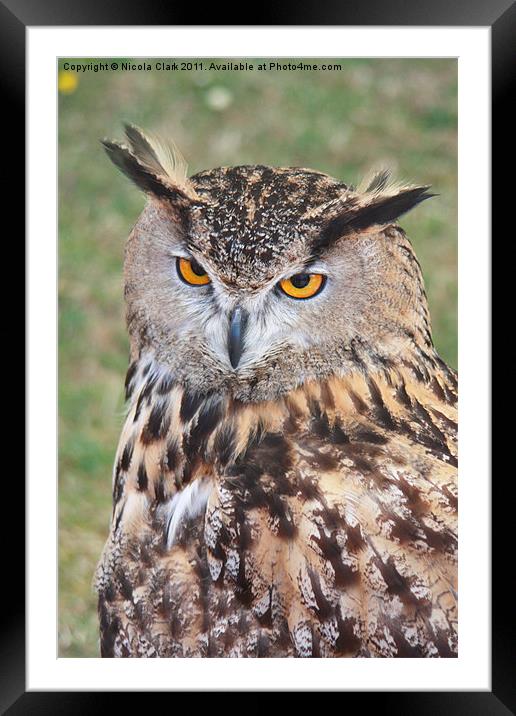 European Eagle Owl Framed Mounted Print by Nicola Clark