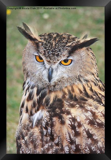 European Eagle Owl Framed Print by Nicola Clark