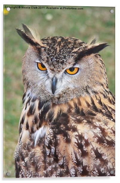 European Eagle Owl Acrylic by Nicola Clark
