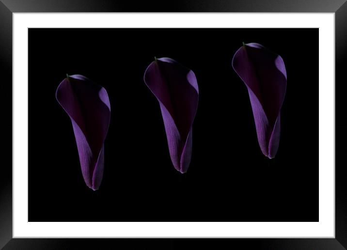 Calla Delight Framed Mounted Print by Steve Purnell