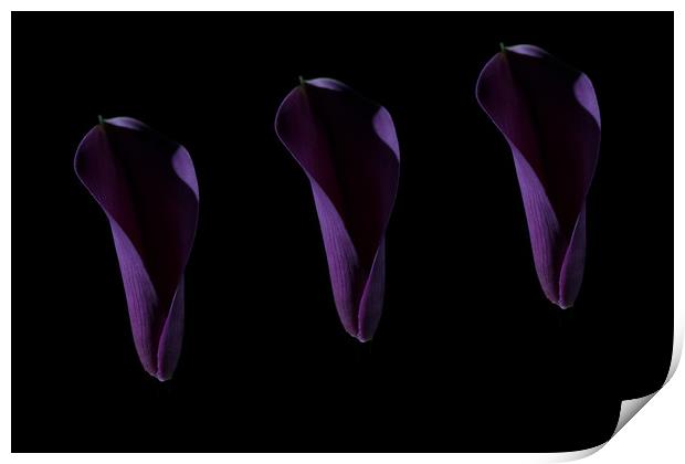 Calla Delight Print by Steve Purnell