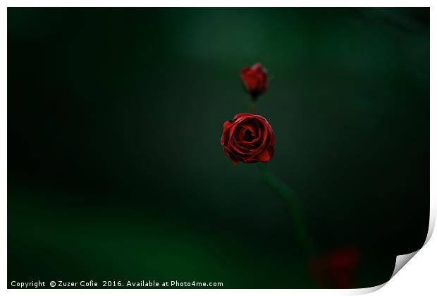 Roses Are Red Print by Zuzer Cofie