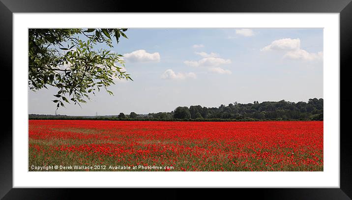 Poppies Framed Mounted Print by Derek Wallace