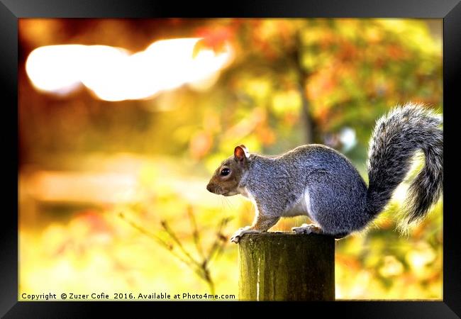 A Time To Squirrel Framed Print by Zuzer Cofie