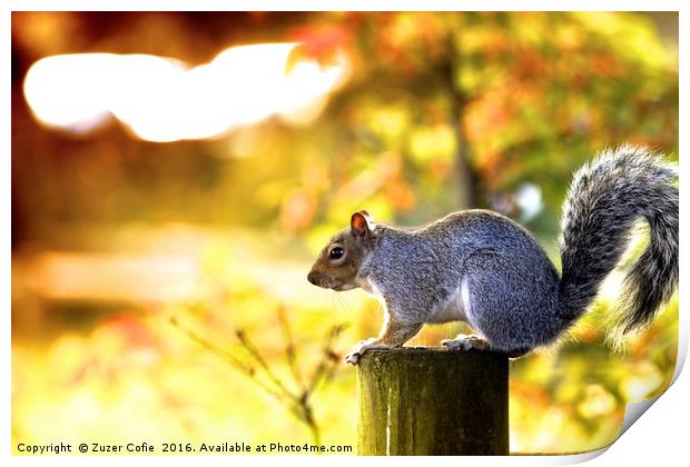 A Time To Squirrel Print by Zuzer Cofie