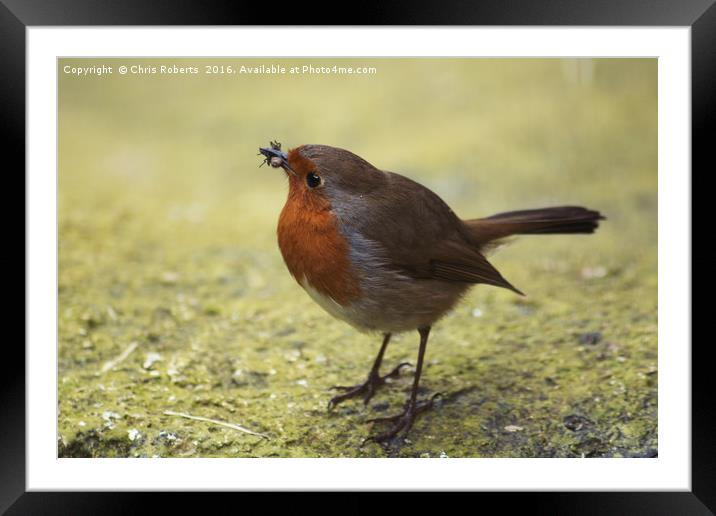 Early Bird Catches the ..... Insect Framed Mounted Print by Chris Roberts