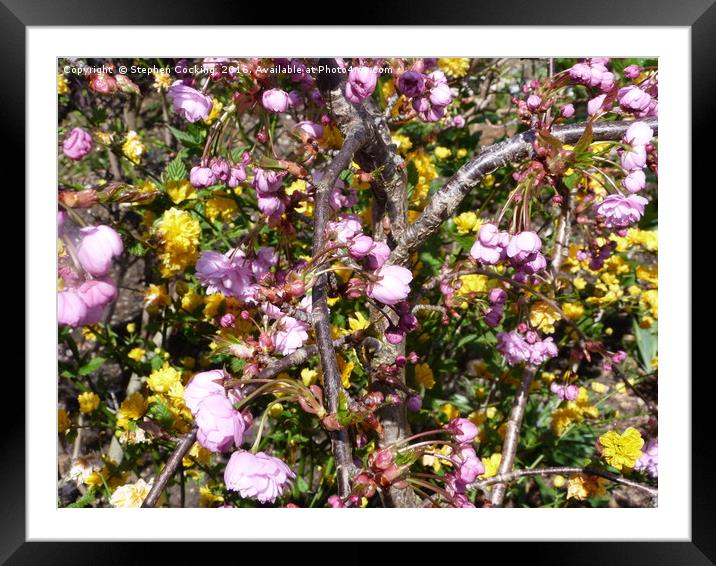 Pink Blossom and Yellow Kerria Japonica Flowers Framed Mounted Print by Stephen Cocking