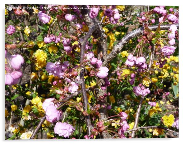 Pink Blossom and Yellow Kerria Japonica Flowers Acrylic by Stephen Cocking