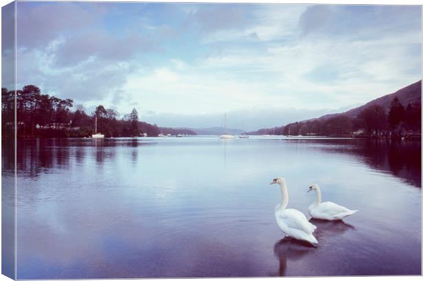 Swans on the shore of Lake Windermere at dawn. Cum Canvas Print by Liam Grant