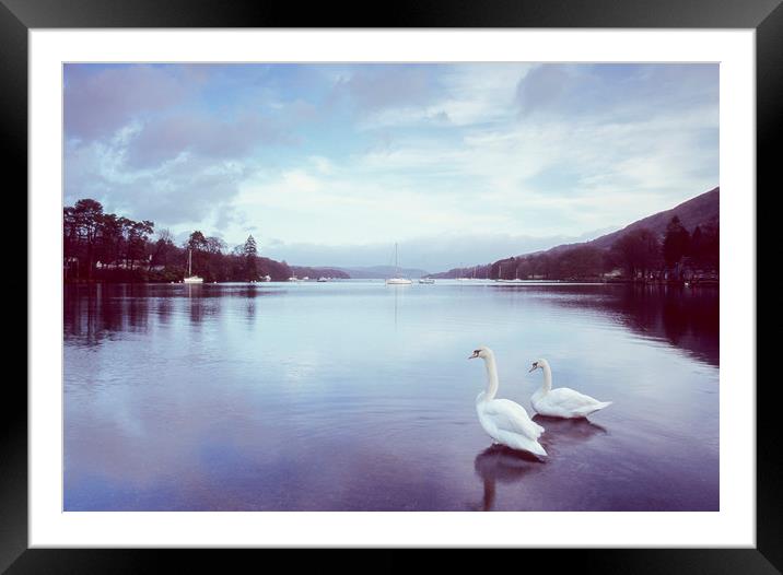 Swans on the shore of Lake Windermere at dawn. Cum Framed Mounted Print by Liam Grant