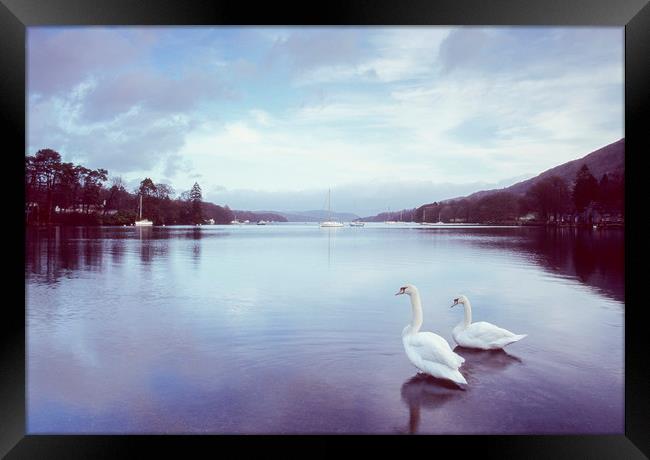 Swans on the shore of Lake Windermere at dawn. Cum Framed Print by Liam Grant