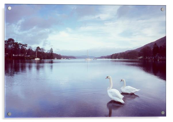 Swans on the shore of Lake Windermere at dawn. Cum Acrylic by Liam Grant